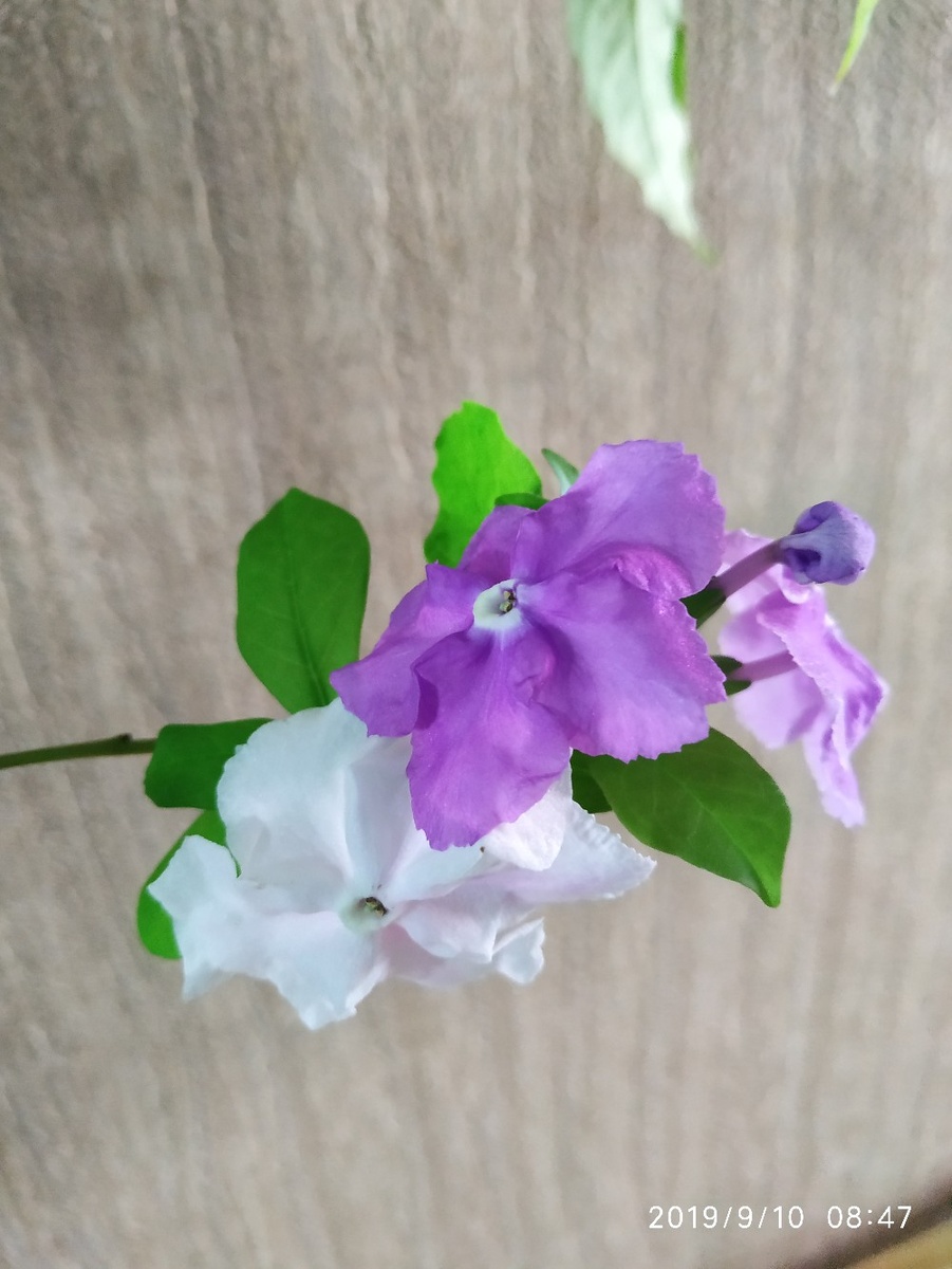 Брунфельсия малоцветковая pauciflora