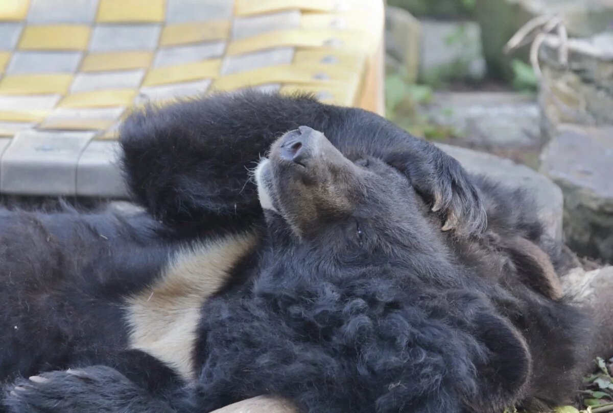    В калининградском зоопарке за неделю умерло сразу четверо животных