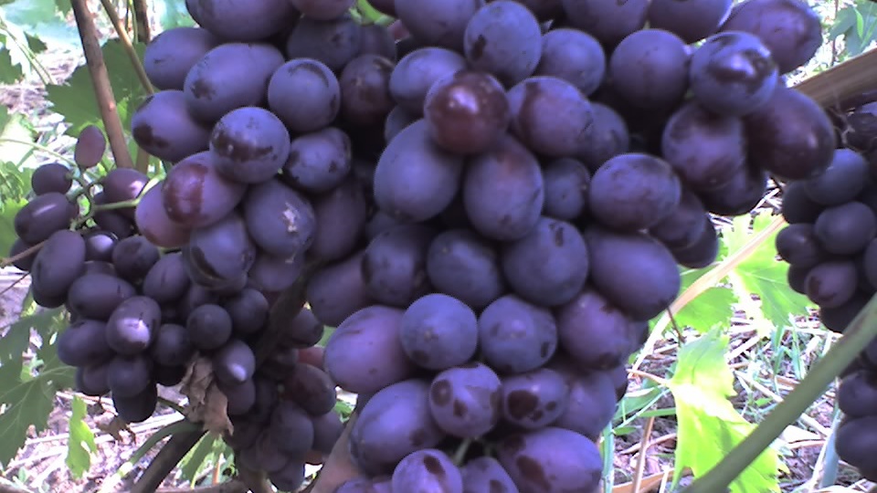 Когда сера бессильна