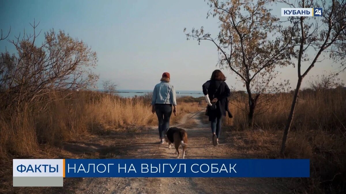    Скриншот видео телеканала «Кубань 24»