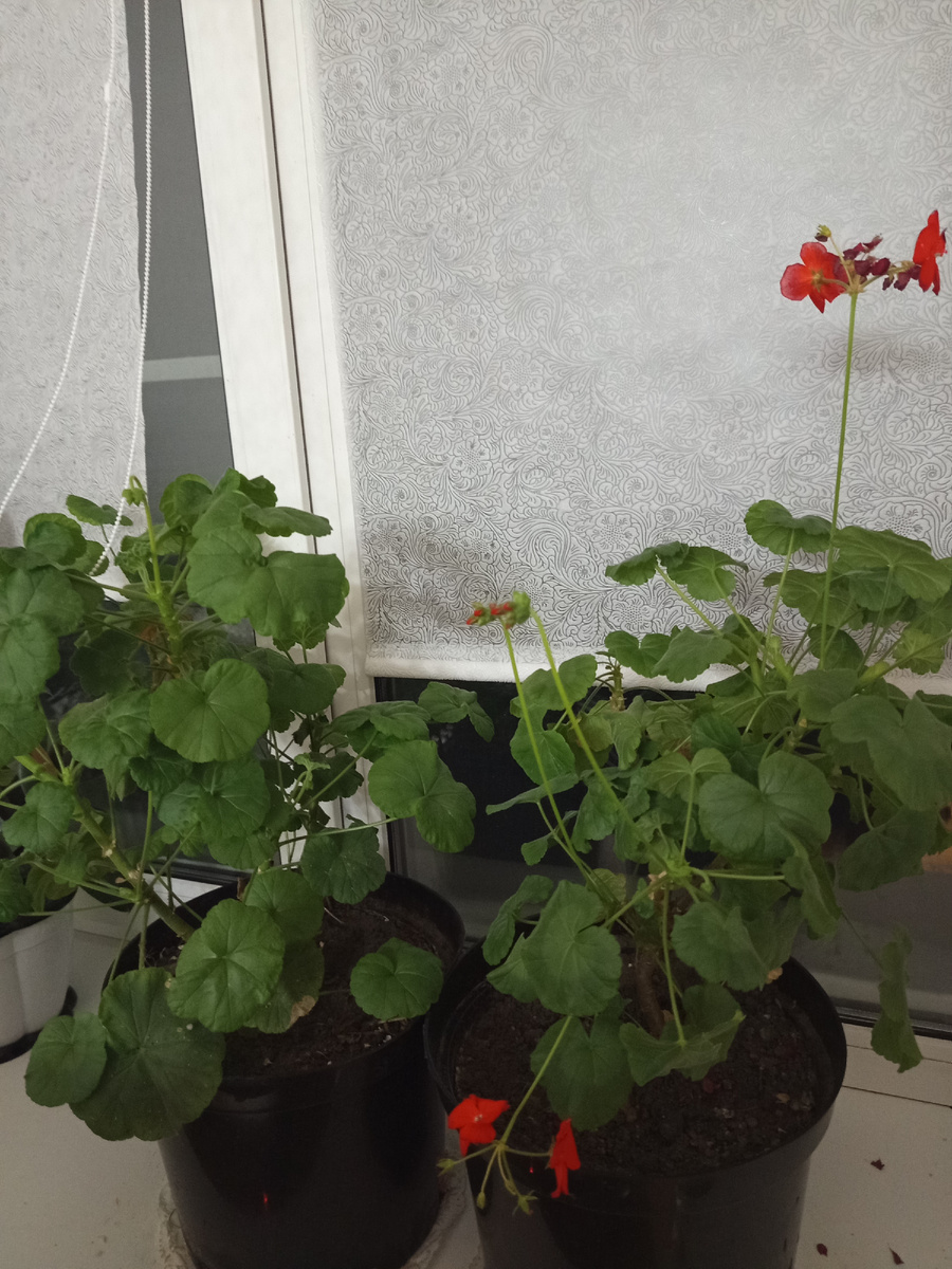 Мои пеларгонии