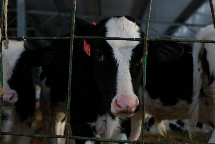 «Надо восстановить колхозы и совхозы»: что случилось с коровами и настоящей «молочкой»