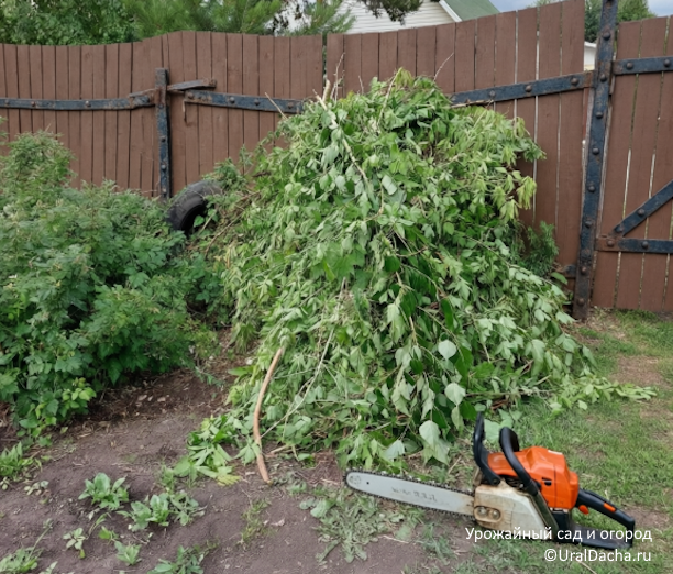 С 1 марта в России вступает в силу федеральный закон, обязывающий владельцев земельных участков бороться с этими растениями
