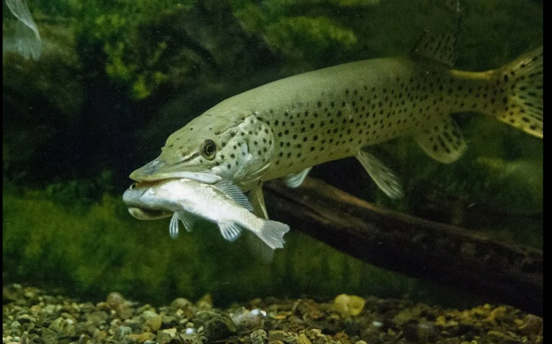 (фото из открытых источников)