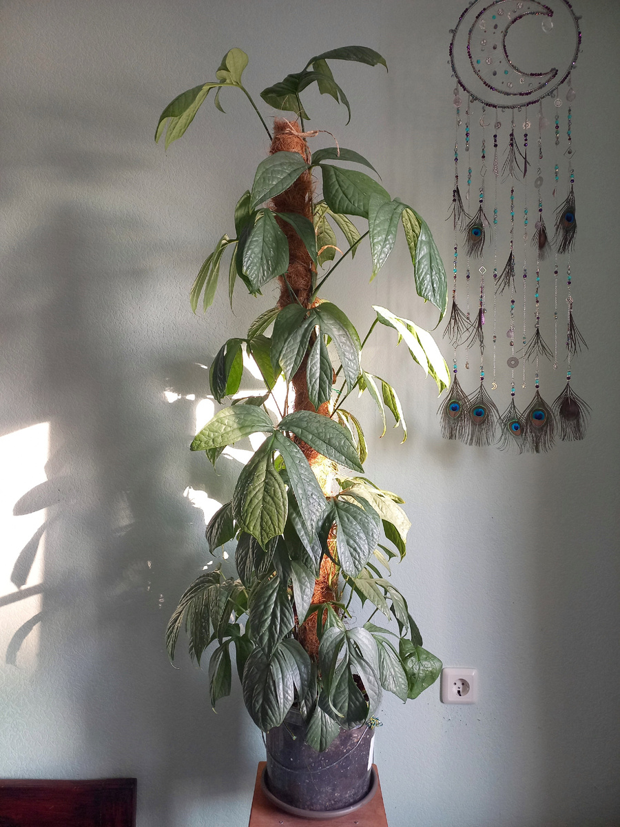 Амидриум Медиум Сильвер. Фото Екатерины Орловой