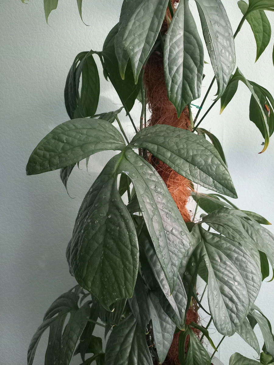 Амидриум Медиум Сильвер. Фото Екатерины Орловой