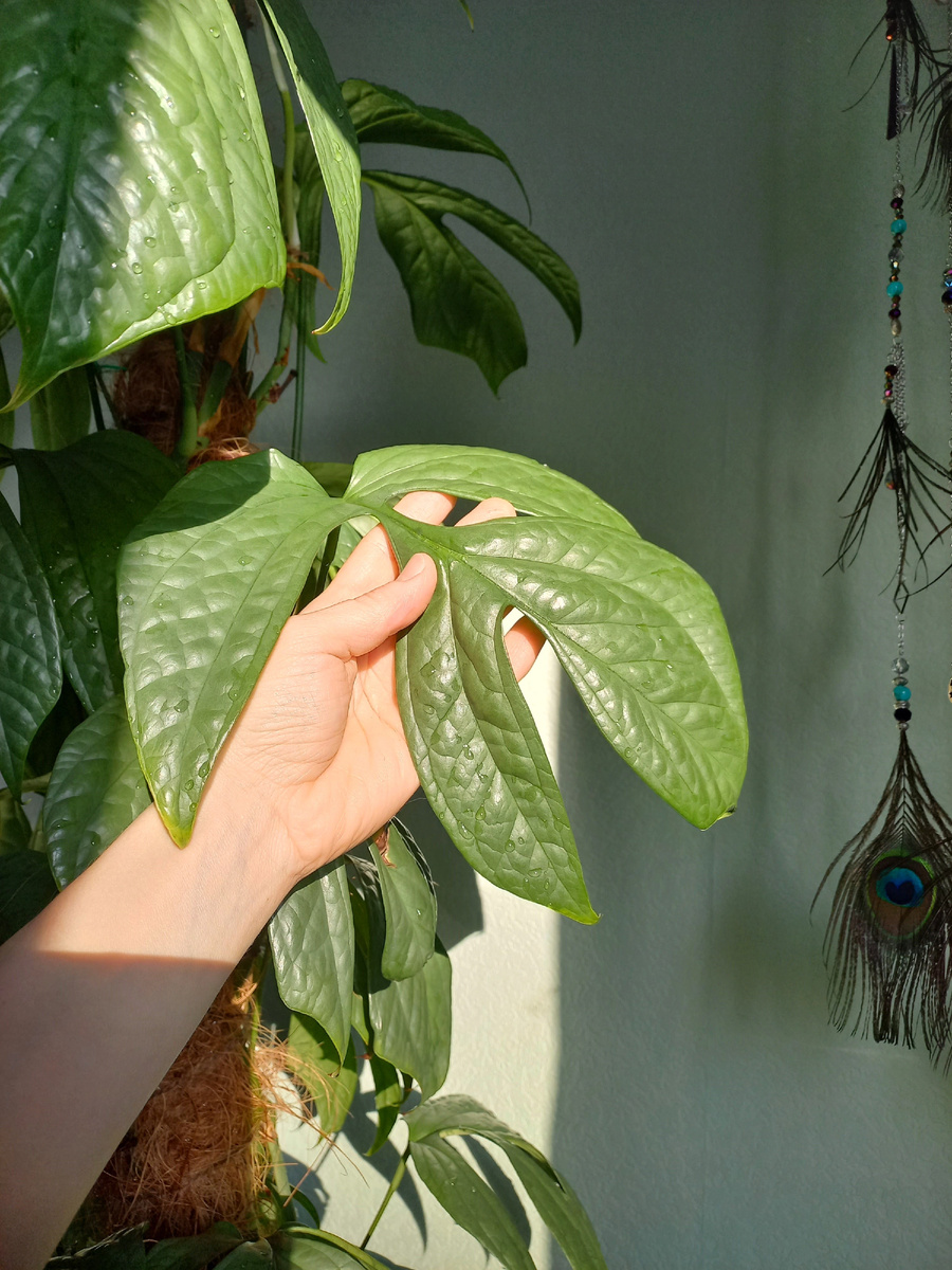 Амидриум Медиум Сильвер. Фото Екатерины Орловой