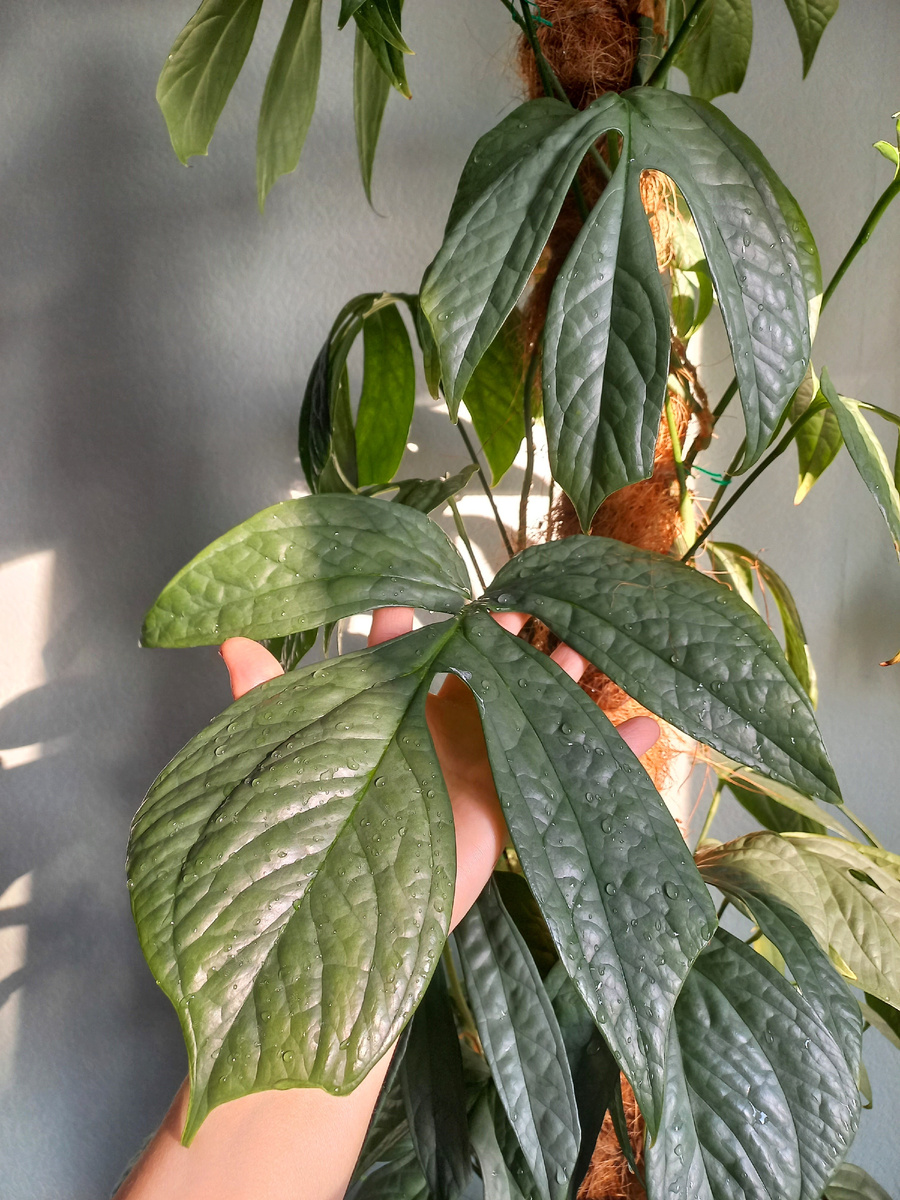 Амидриум Медиум Сильвер. Фото Екатерины Орловой