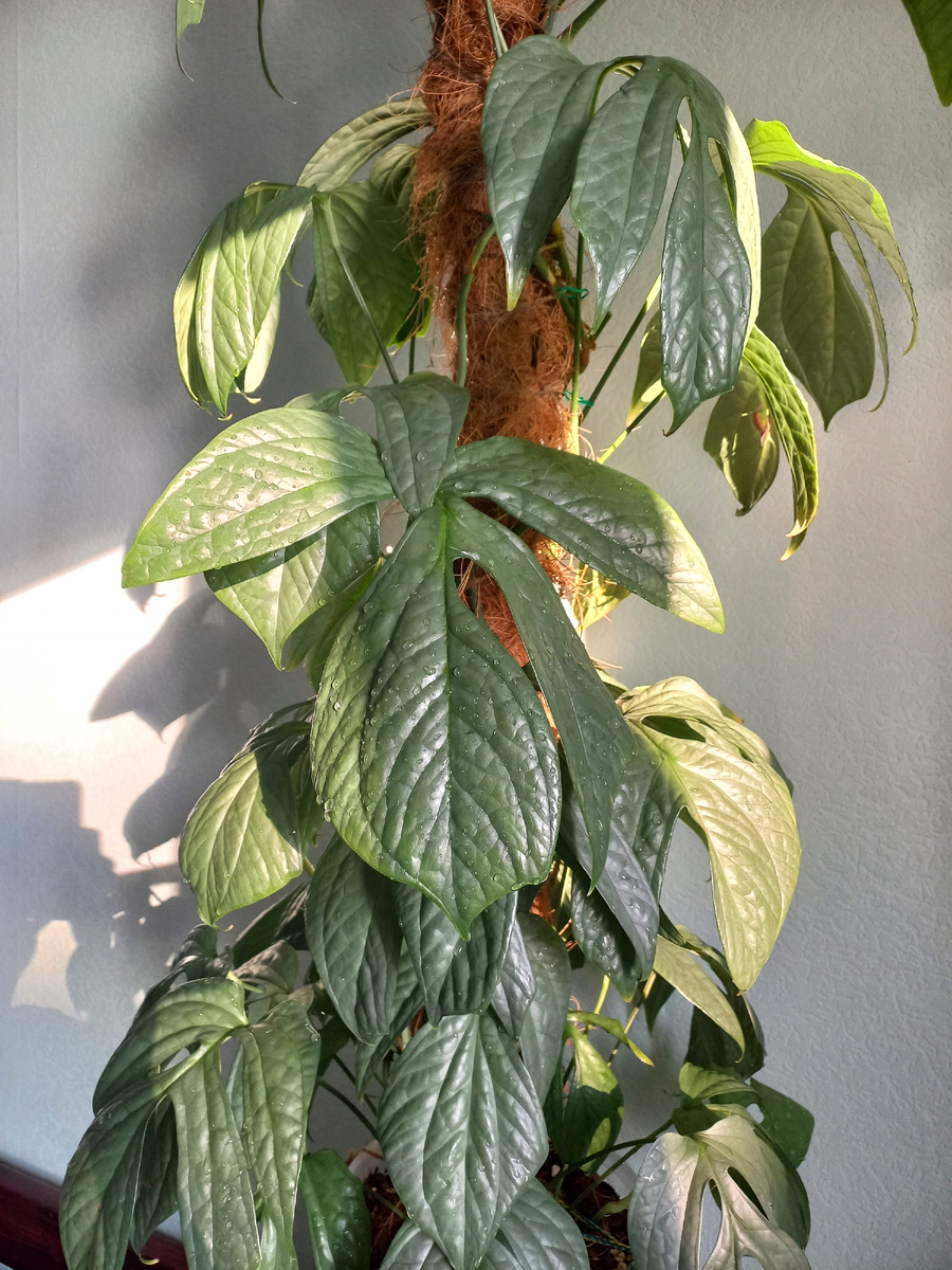 Амидриум Медиум Сильвер. Фото Екатерины Орловой