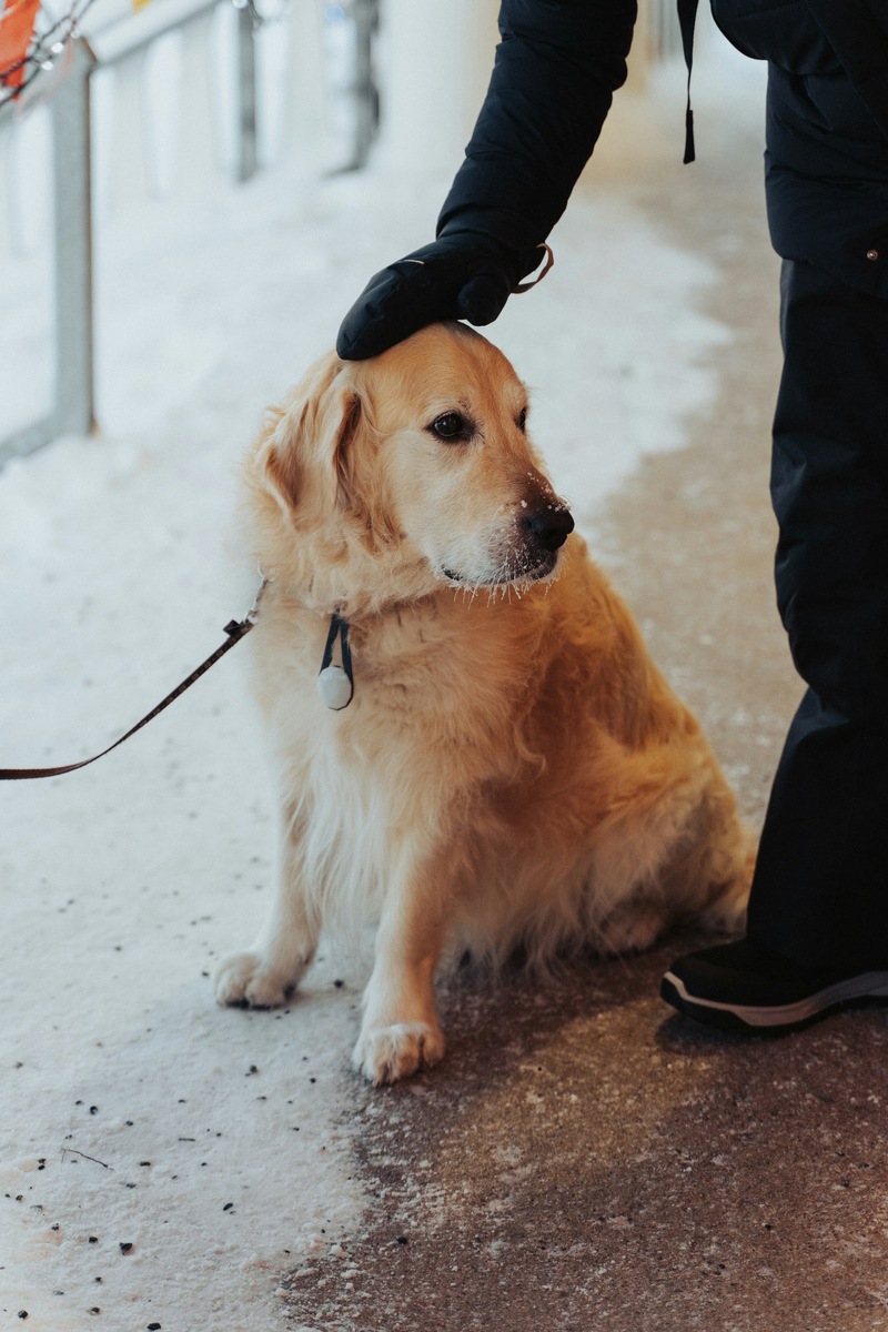    Городские пространства требуют от владельцев строгого соблюдения правил выгула