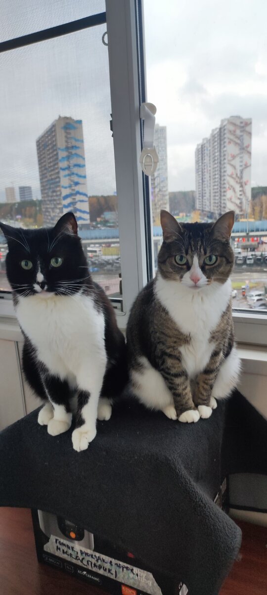 Маркус и Луна