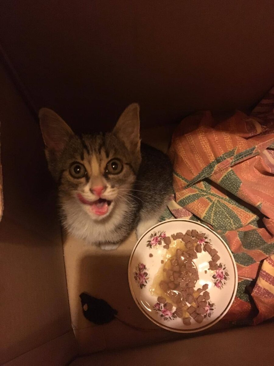 Луна не помнит, а куратор помнит