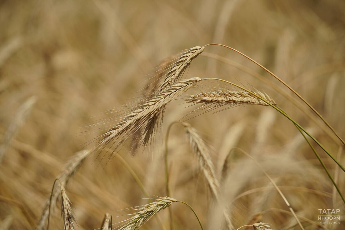 Фото: © Владимир Васильев / «Татар-информ»