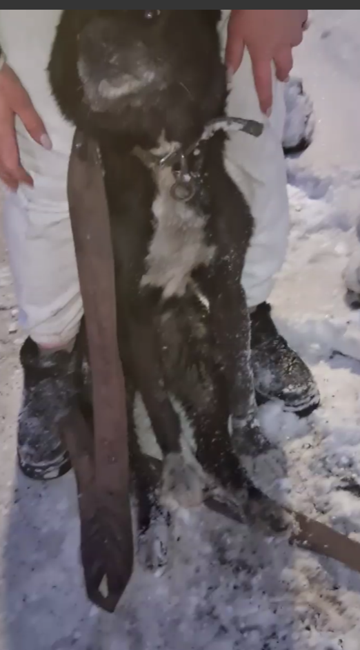 Человек и собака ждали помощи на оживлённой дороге