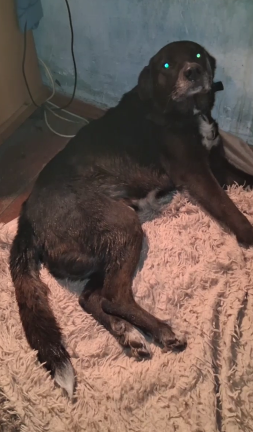 Добро пожаловать в дом Бродячего ангела!