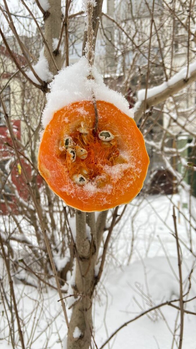  Кормушки в снегопад