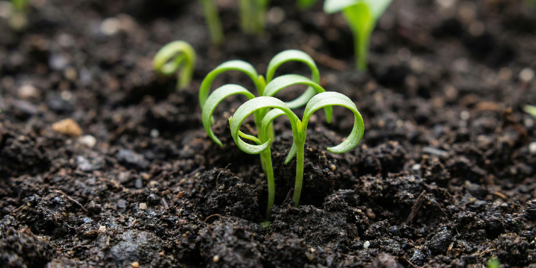 Перцы взошли — пять ошибок в первые 10 дней, которые губят рассаду