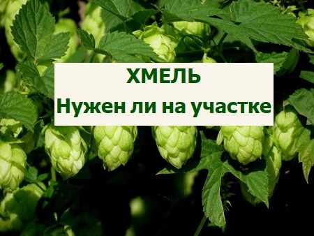 хмель в саду