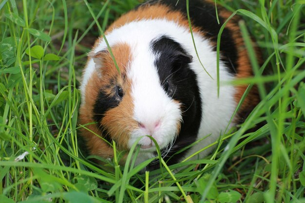Морские свинки любят свежую травку