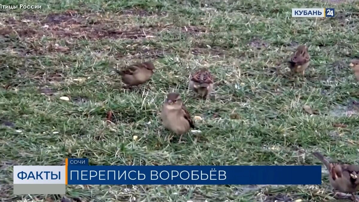    Скриншот видео телеканала «Кубань 24»
