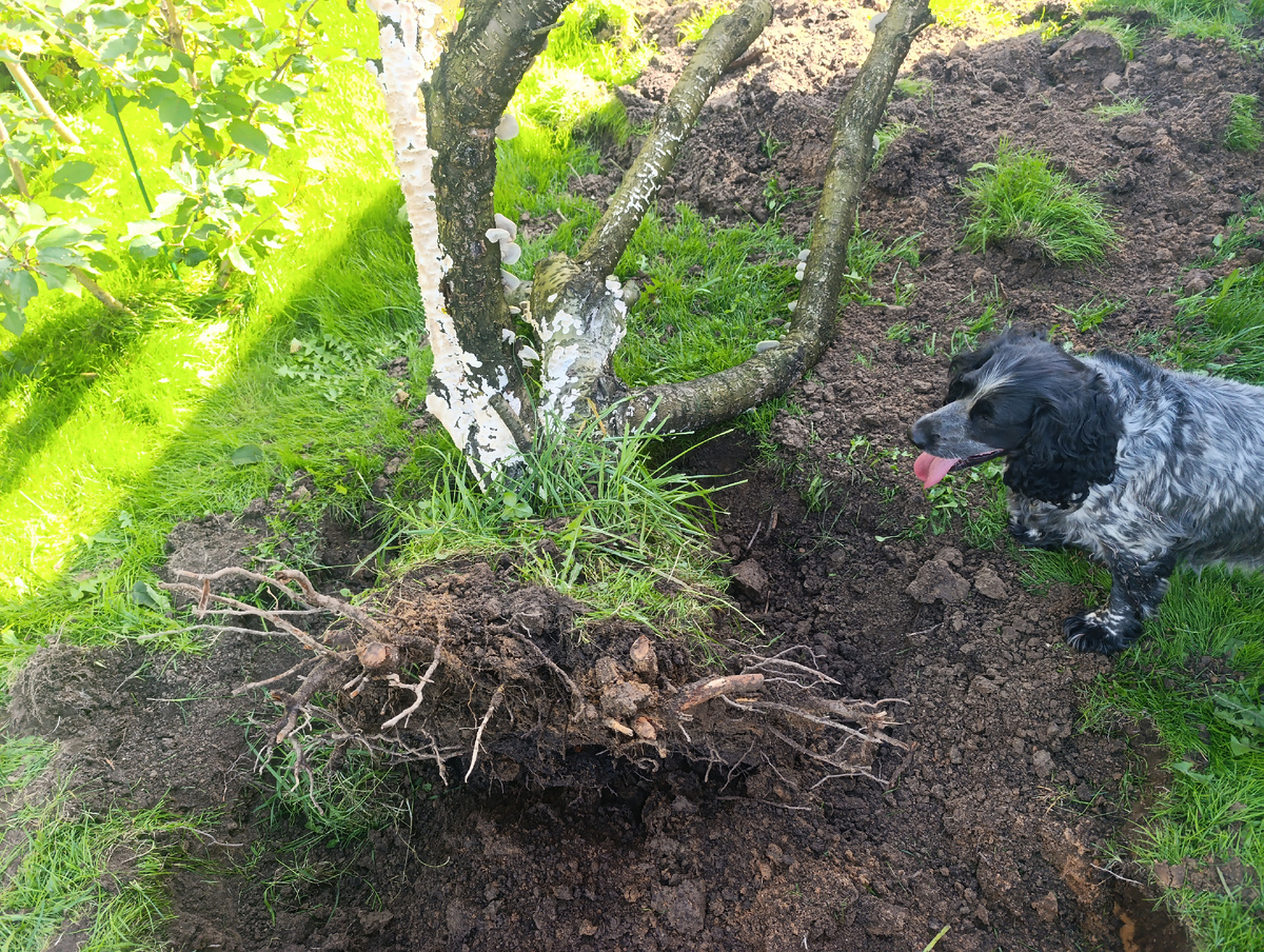 Выкорчевал восьмилетнюю черешню