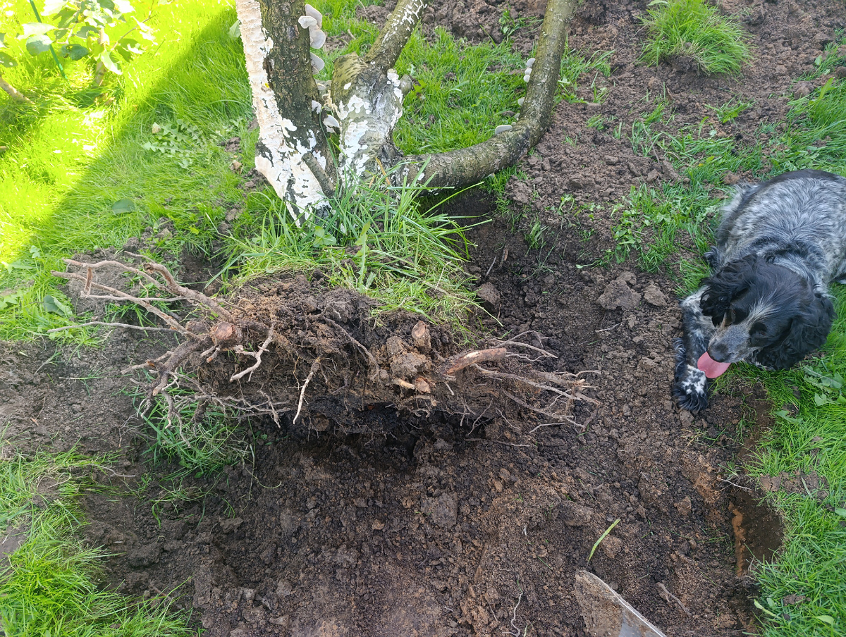 Корни далеко не более 60см в глубину