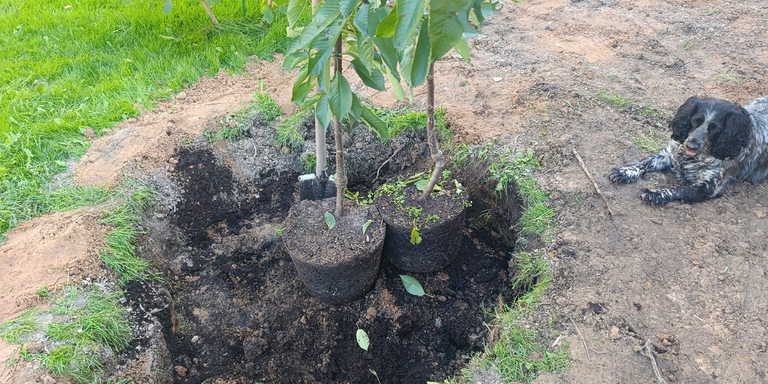 Опять про Подмосковную черешню