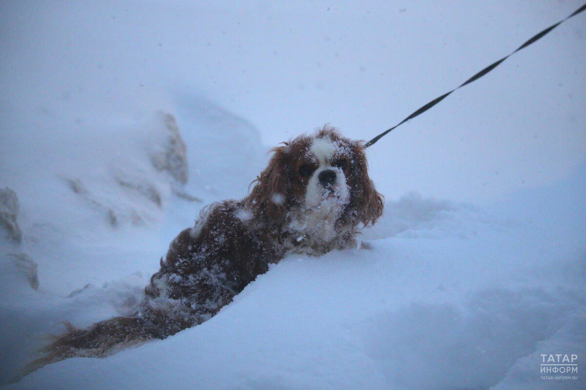 Фото: © Михаил Захаров / «Татар-информ»