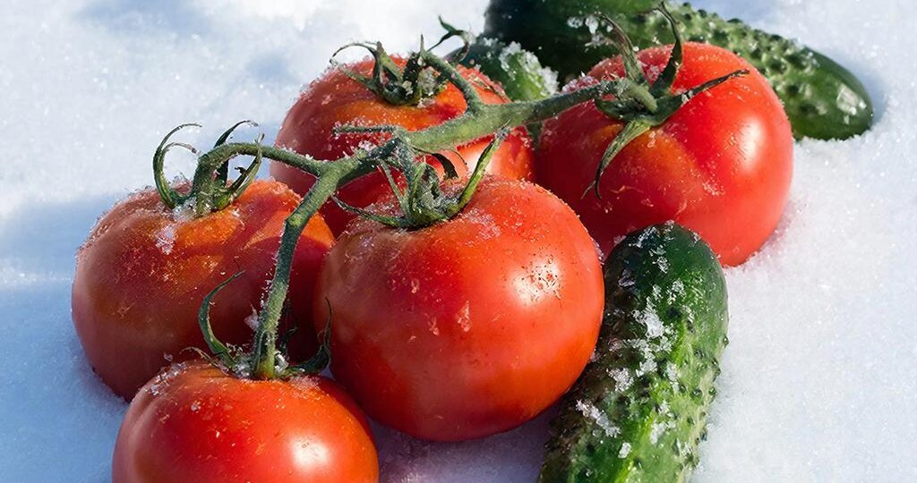 СЕМЕНА ХОЛОДОСТОЙКИХ томатов и огурцов