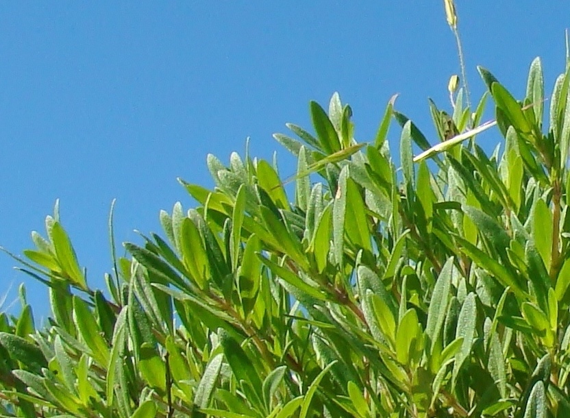 Степной чабрец. Фото автора