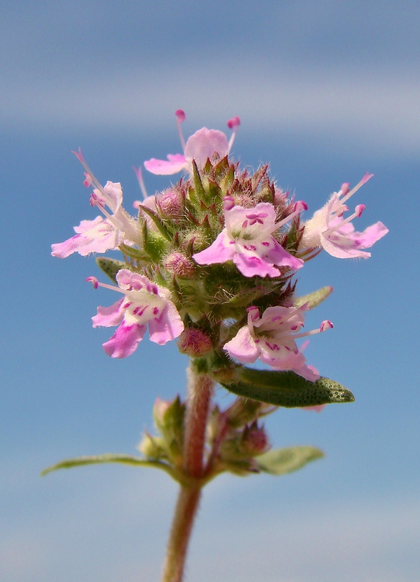 Цветёт ароматный чабрец в степи. Фото автора