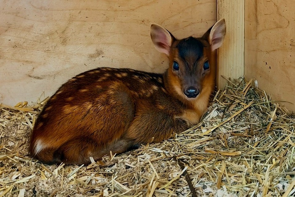    Малыш осваивается. Фото: зоопарк «Лесная братва» во «ВКонтакте»