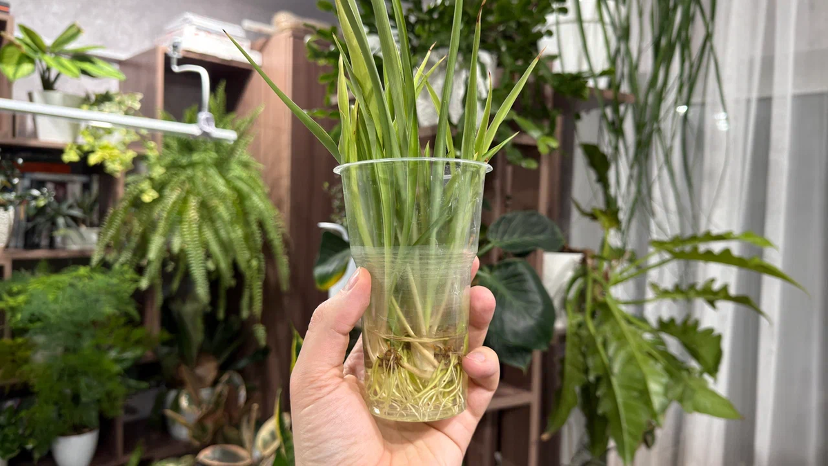 Хлорофитумы, например, отлично укореняются прямо в воде - больше им ничего и не надо