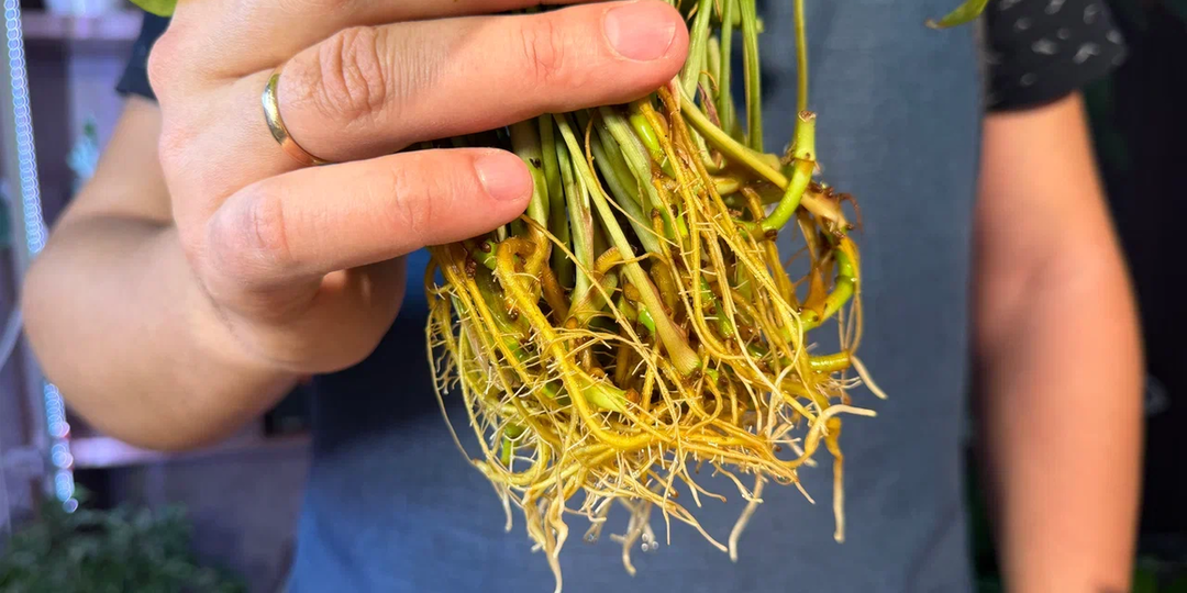 Весна близко - пора черенковать: 5 способов, которые у меня работают