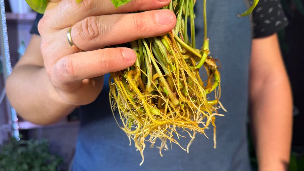 Некапризные растения в воде дают хорошие корни, мудрить с ними и не надо