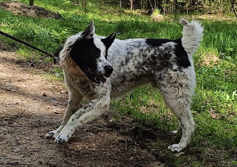 Он и вправду очень шикарен 