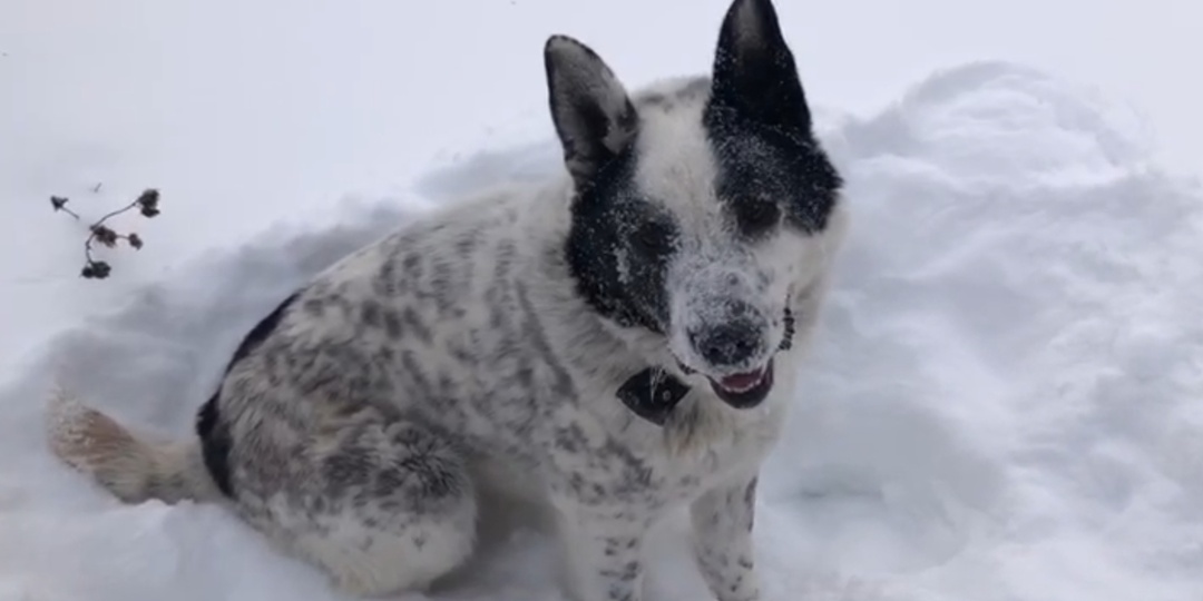 Мишка: большое сердце, которому стало тесно в большом городе