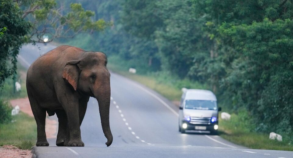    Thilina Kaluthotage/XinHua / www.globallookpress.com