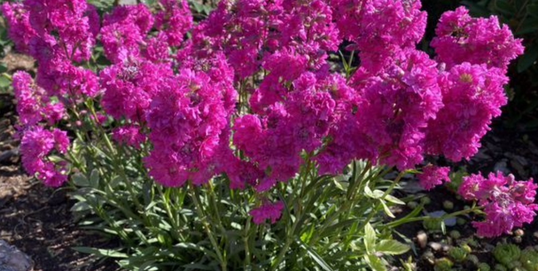 Смолка махровая "Roseum Plenum"