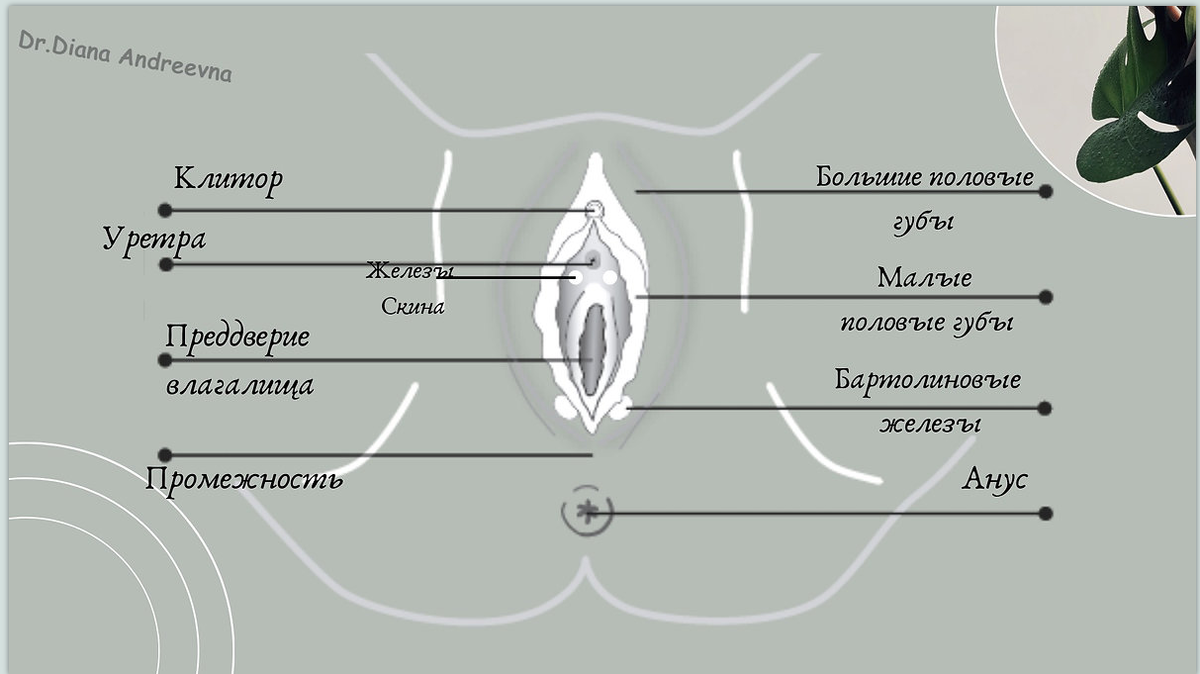 Схематичный рисунок вульвы с подписанными элементами .