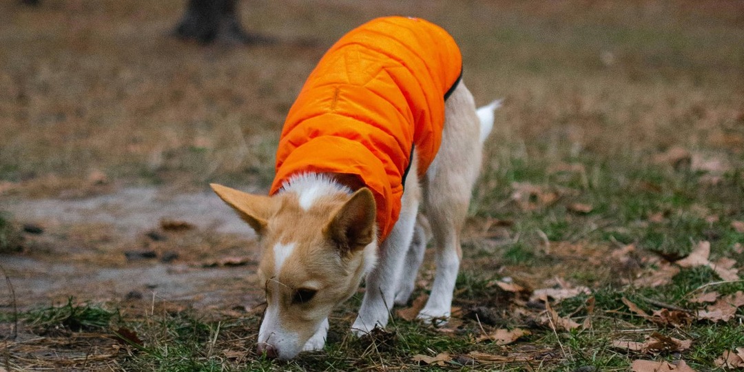 Витамин B6 против судорог: Дамир Удавлиев объяснил, как нейтрализовать яд догхантеров