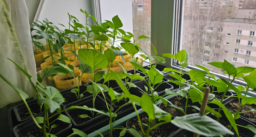    Фото newtambov.ru