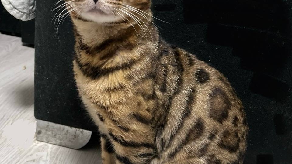 😺Бенгальский кот Воробей продолжает искать дом мечты👑🧶