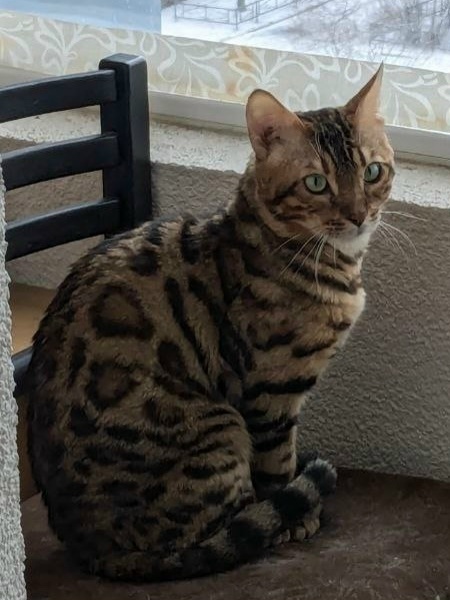 Ну а метки - это моя реакция на других, я же в стае дружбы с ними 🐾 Просто повторяю за другими и всё 💕