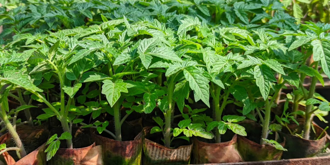 Одно удобрение для рассады томатов, перцев, огурцов и даже хилая рассада станет крепышом!