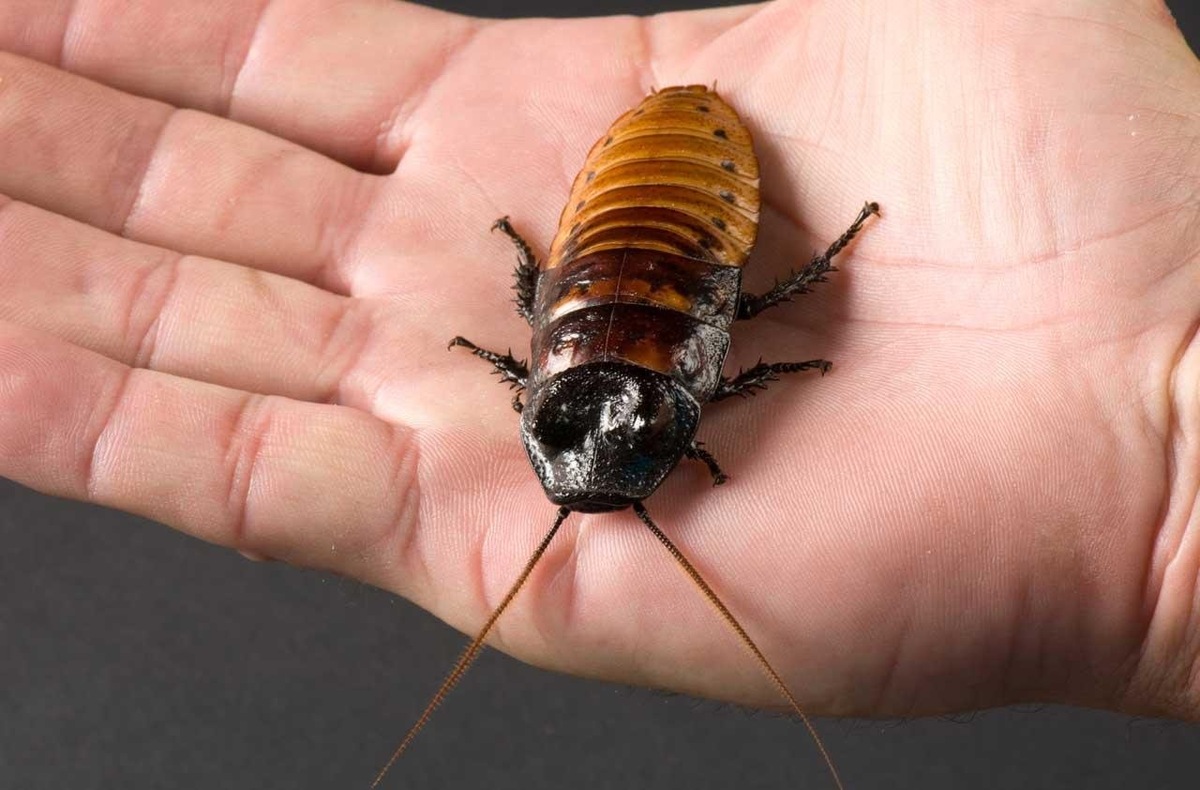    Мадагаскарский шипящий таракан / Фото: пресс-служба Екатеринбургского зоопарка