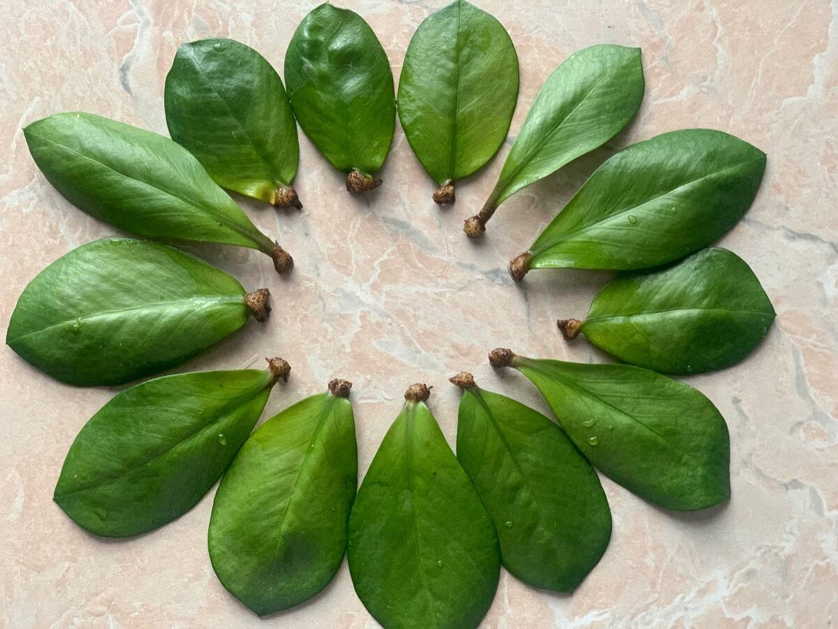 Результат укоренения замиокулькаса спустя 3,5 месяца. Фото автора