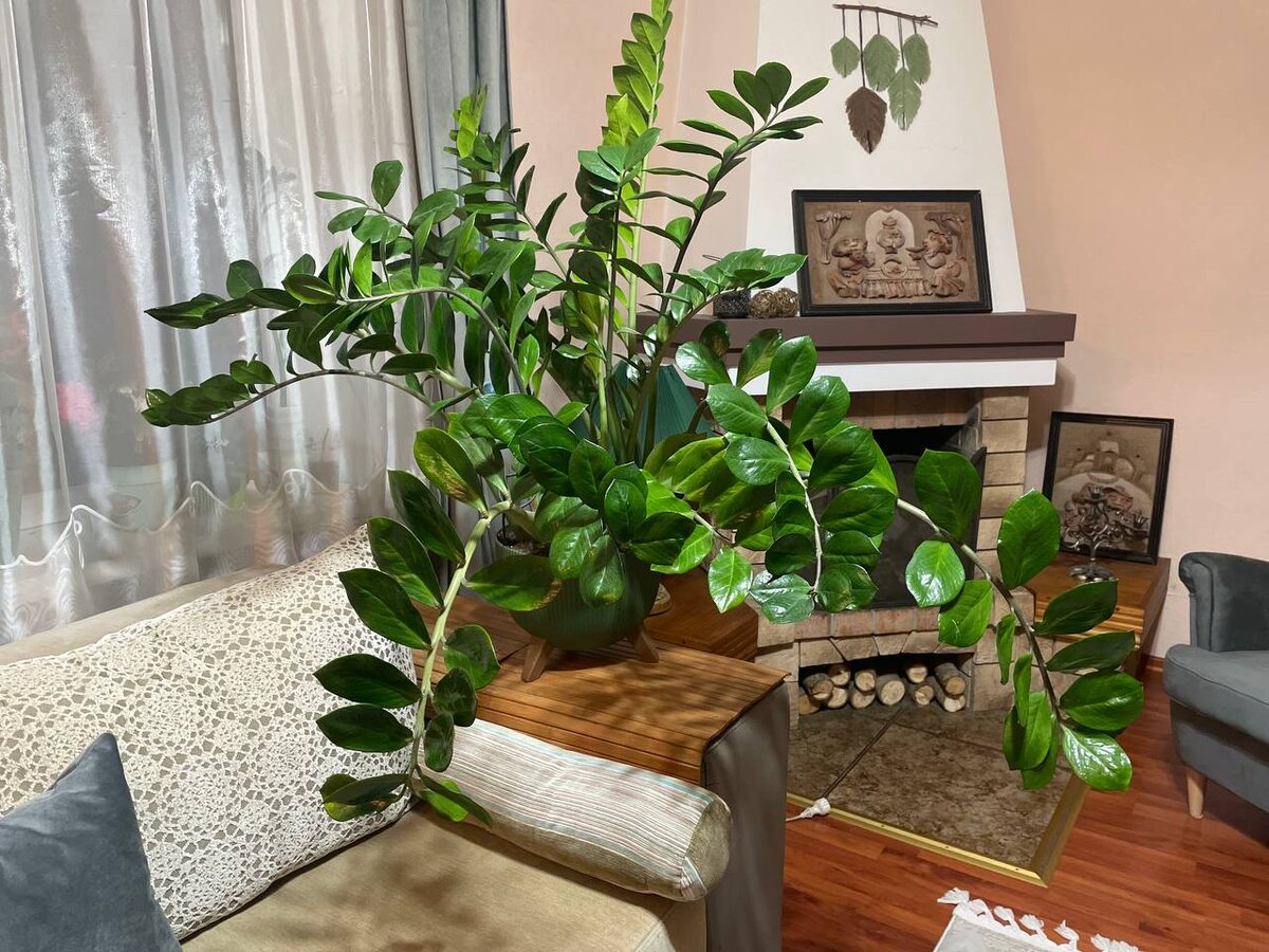 Замиокулькас. Фото автора 