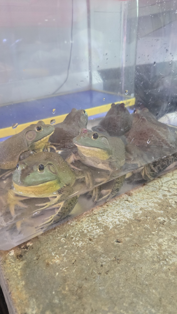 Вот они красотки лягушки.