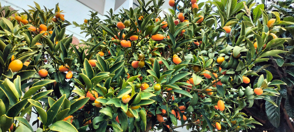 Настал сезон кумквата